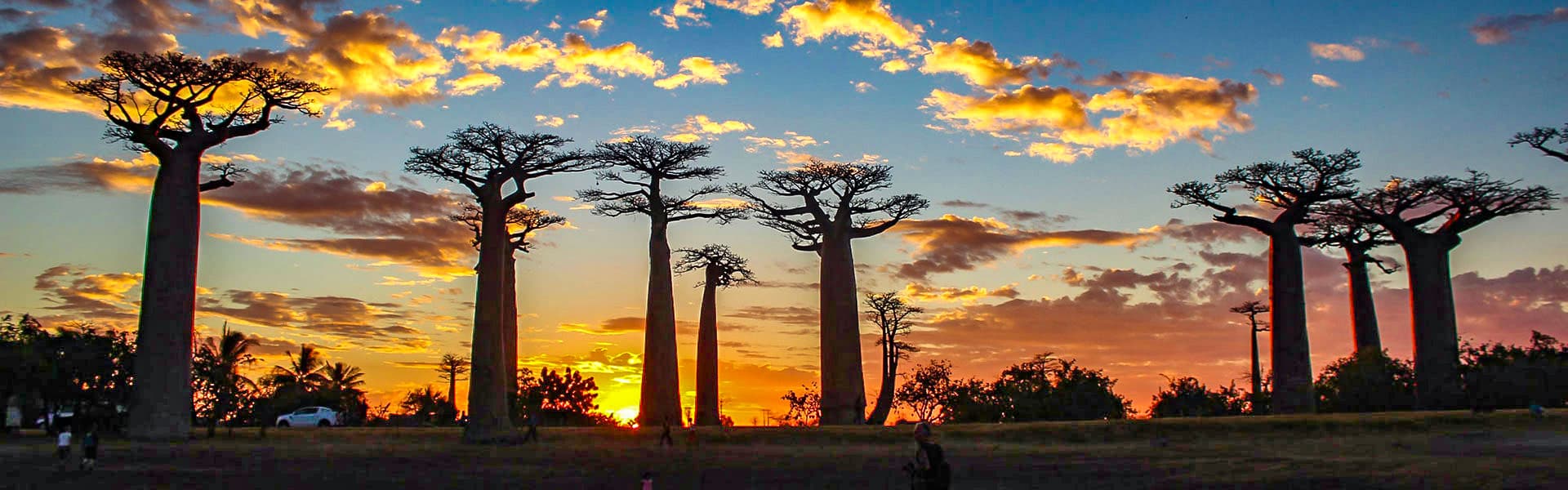 Baobabs Avenue, Madagascar