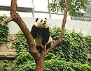 Beijing Zoo 